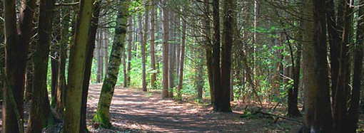 Forest Trail